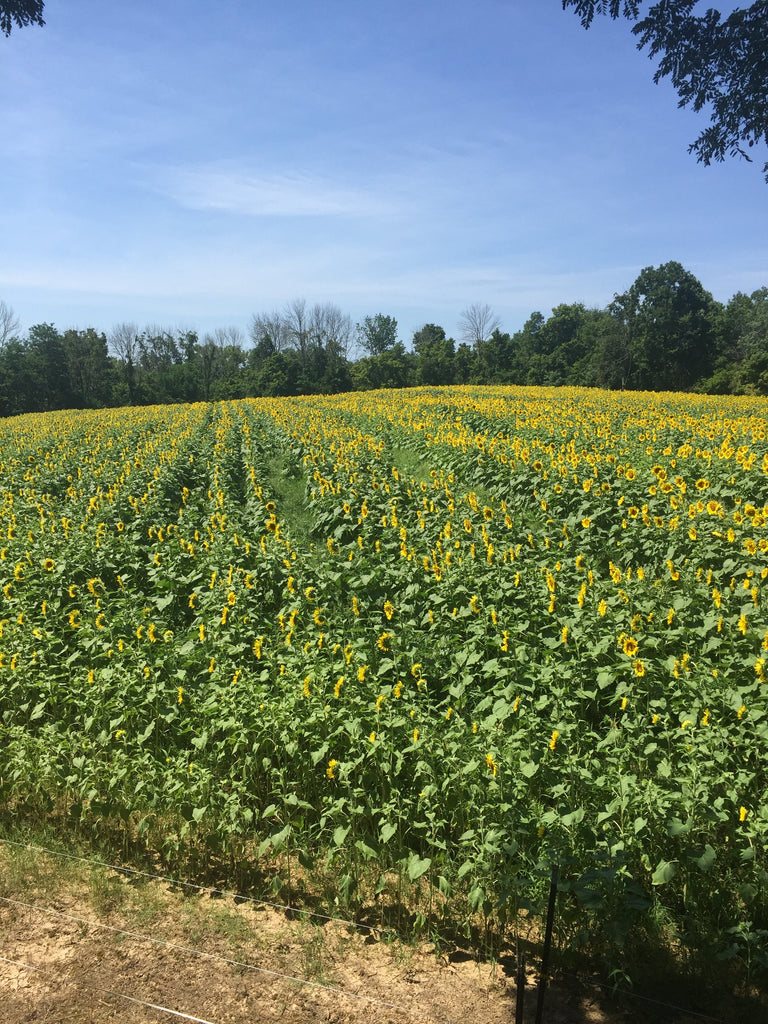 herbicide for clearfield sunflowers GRAND CHAMPION™ Clearfield® Hybrid Sunflowers TREATED Size 3