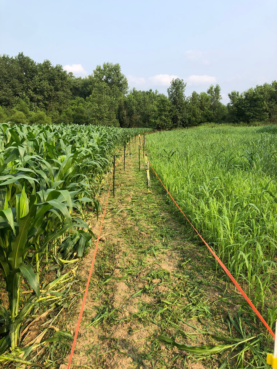 Eagle Seed Roundup® Ready Corn – Hunt Ready Farms