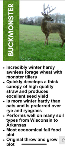 Buck Monster “Awnless” Forage Wheat