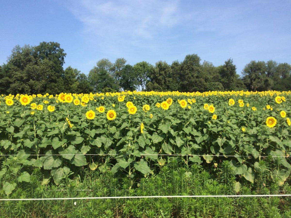 Clearfield® Hybrid Sunflowers Hunt Ready Farms